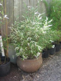 Fargesia apicirubens 'White Dragon' 